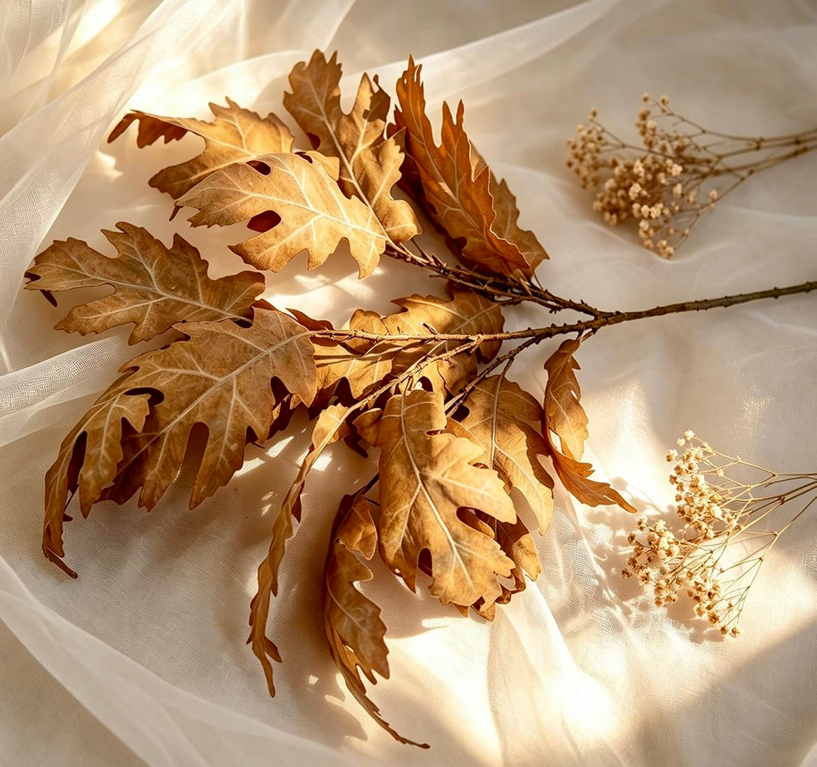 Dried brown oak leaves on a branch arranged on white sheer fabric with soft sunlight and small dried baby's breath flowers.