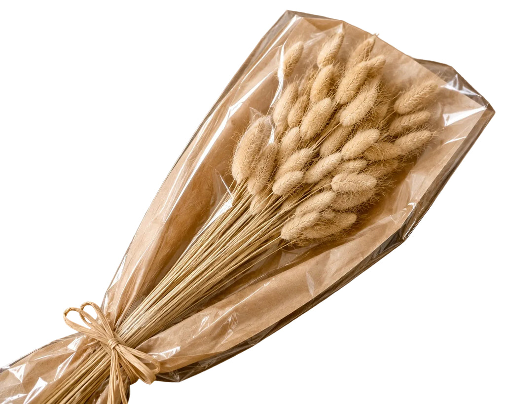 A bouquet of dried bunny tail grass stems wrapped in clear cellophane and tied with twine on a white background.