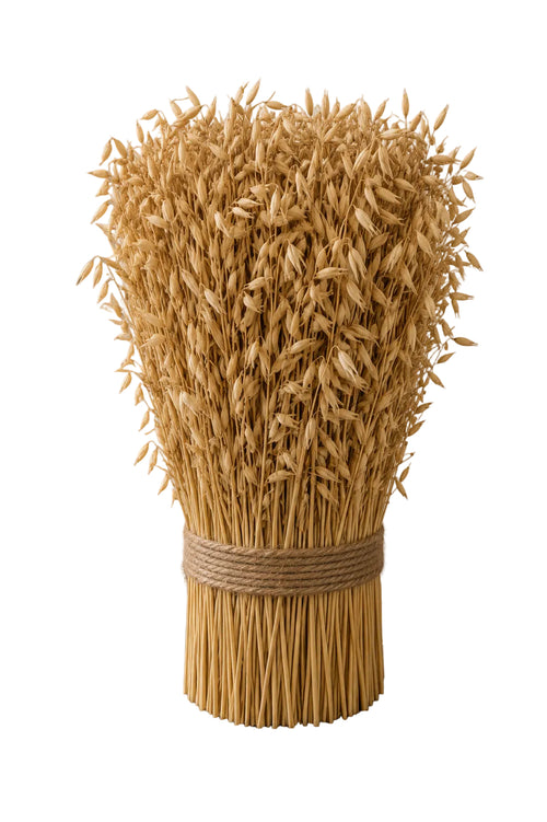 A decorative bundle of dried wheat or oat stalks tied with natural twine at the base with a white background.