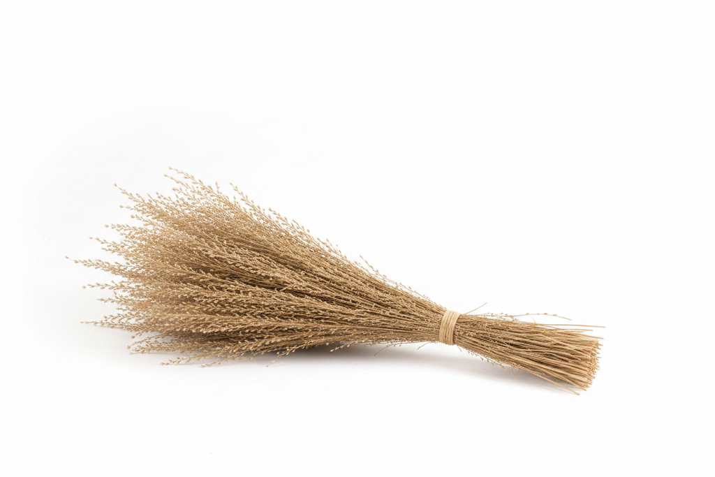 Dried Fall Stem Bunch on White Background